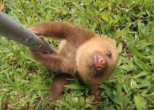 Video Lucu Bayi Sloth Sedang 'Bercakap-cakap', Suaranya Seperti Klakson Dibunyikan