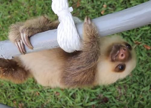Video Lucu Bayi Sloth Sedang 'Bercakap-cakap', Suaranya Seperti Klakson Dibunyikan