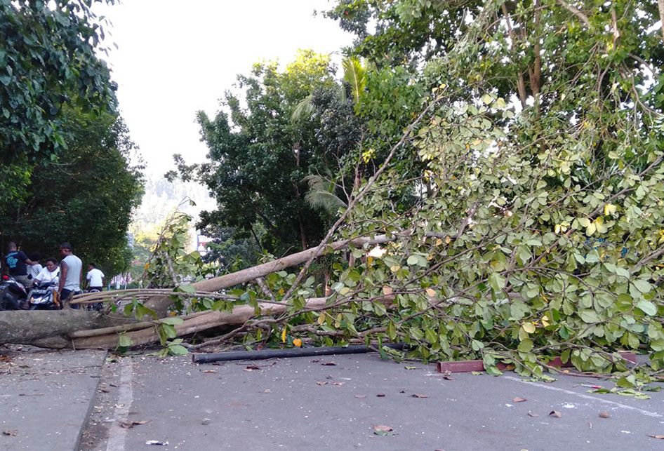 Pohon tumbang menutupi jalan pascakerusuhan di Manokwari, Papua Barat, Senin (19/02/2019). Suasana Manokwari mulai kondusif pascaaksi kerusuhan akibat kemarahan atas peristiwa yang dialami mahasiswa asal Papua di Surabaya, Malang dan Semarang.