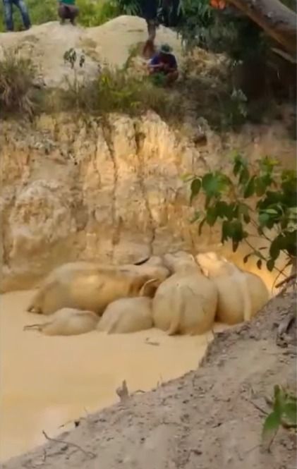 Gajah yang terjebak di tambang emas