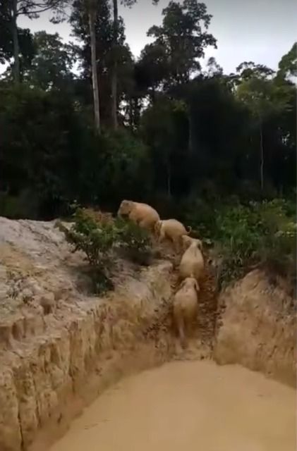 Lima gajah berhasil keluar dari lubang