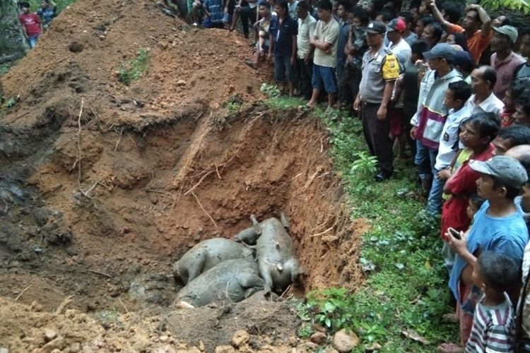 Sebanyak 19 ekor kerbau yang mati akibat disambar petir diangkat menggunakan alat berat dan dikubur dalam satu lubang di Desa Sawo Lamo yang tidak jauh dari lokasi kejadian di Desa Uratan, Andam Dewi, Tapanuli Tengah, Selasa (20/8//2019) sore. 