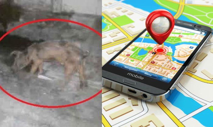 Geger Isu Pesugihan Babi Ngepet di Solo, Fakta Sebenarnya Terungkap Berkat GPS