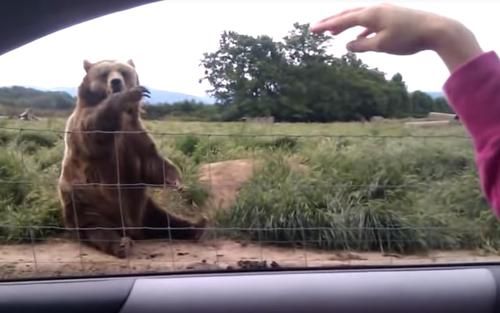 Seorang Wanita Lambaikan Tangan Selamat Tinggal ke Beruang, Video Ini Tampilkan Respon Tak Terduga dari Hewan Besar Itu