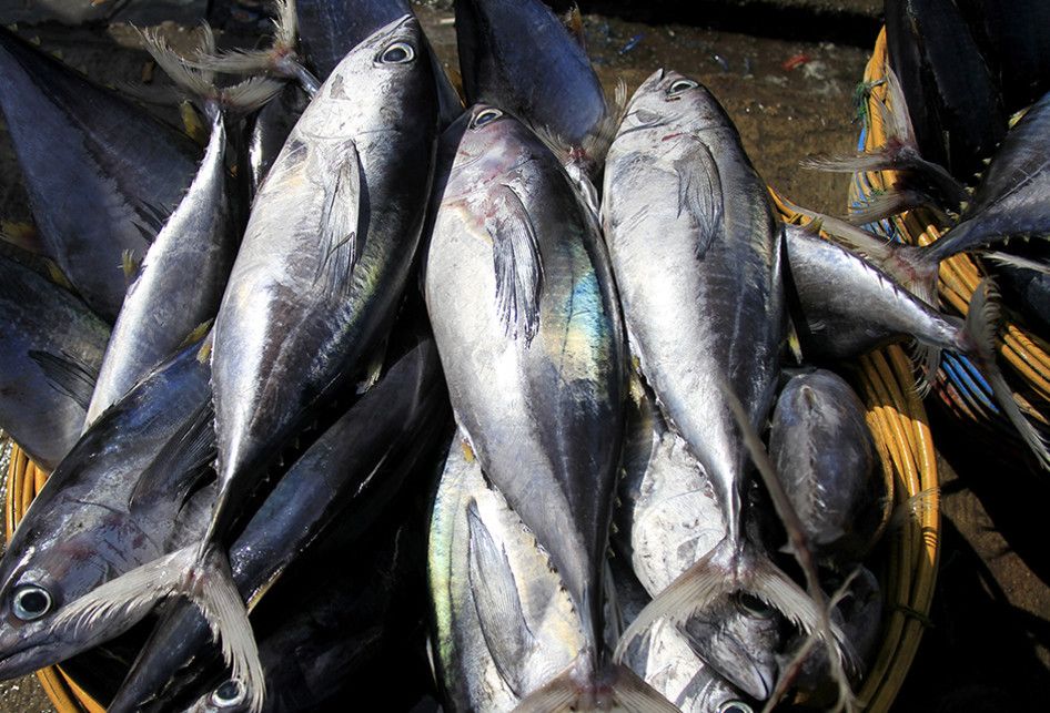Ikan hasil tangkapan nelayan di Pelabuhan Perikanan Samudera Kutaraja, Lampulo, Banda Aceh, Kamis (22/8/2019). Ikan hasil tangkapan nelayan Aceh mulai melimpah, namun harga merosot, seperti ikan tongkol dan sejenisnya dijual pedagang dengan kisaran Rp 15 ribu hingga Rp 18 ribu per kilogramnya.