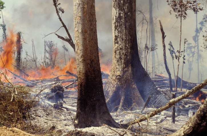 Hutan Amazon terbakar. 
