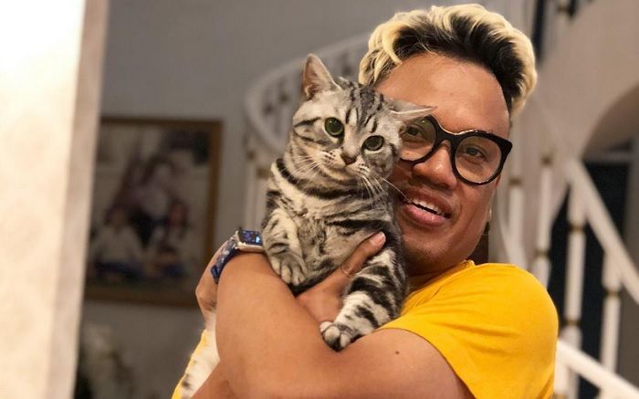 american shorthair cat harga