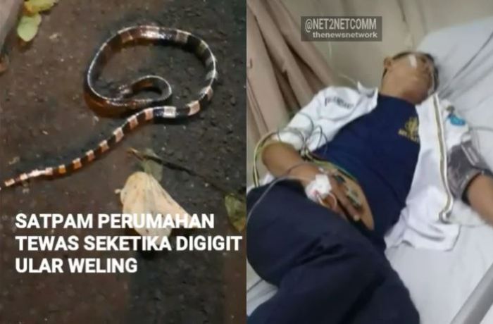 Seorang petugas keamanan atau satpam sebuah perumahan di Gading Serpong bernama Iskandar meninggal dunia usai terkena gigitan seekor ular.