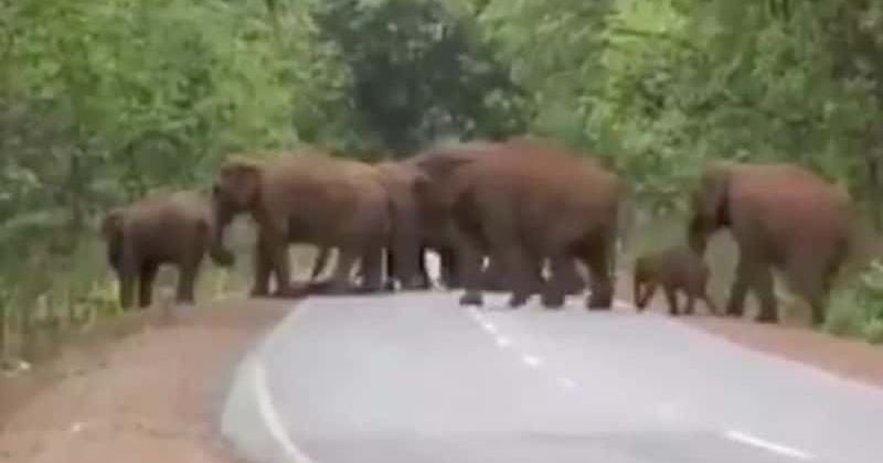 Berduka, Kawanan Gajah Ini Lakukan Ritual Pemakaman untuk Seekor Bayi Gajah yang Mati, Videonya Bikin Terharu!