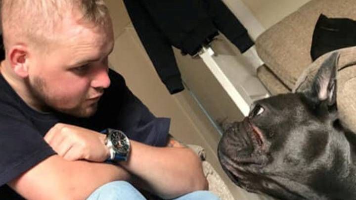 Sedih Pemiliknya Meninggal Karena Kanker, Anjing Ini Mati 15 Menit Kemudian