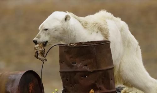 Rekam Beruang Kutub yang Kelaparan, Fotografer Ini Sangat Sedih Karena Tak Bisa Berbuat Apa-apa, Videonya Memilukan!