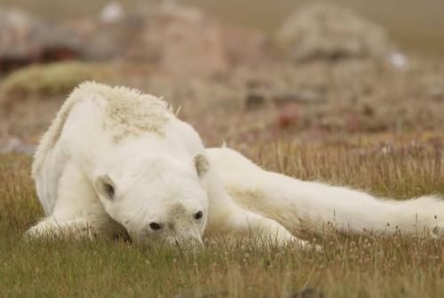 Rekam Beruang Kutub yang Kelaparan, Fotografer Ini Sangat Sedih Karena Tak Bisa Berbuat Apa-apa, Videonya Memilukan!