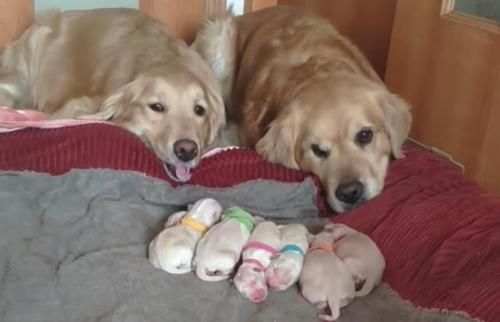 Dua Anjing Ini Tertangkap Kamera Sedang Mengawasi Tujuh Bayinya yang Baru Lahir, Videonya Sangat Menggemaskan