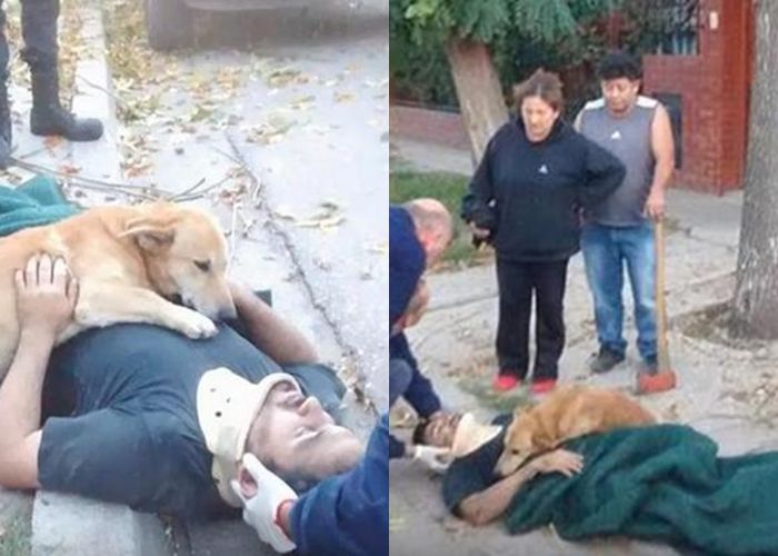Buktikan Kesetiannya, Anjing Ini Menolak Meninggalkan Pemiliknya Saat Kecelakaan
