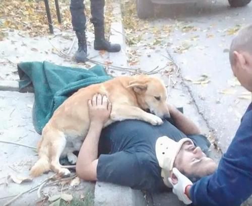 Buktikan Kesetiannya, Anjing Ini Menolak Meninggalkan Pemiliknya Saat Kecelakaan