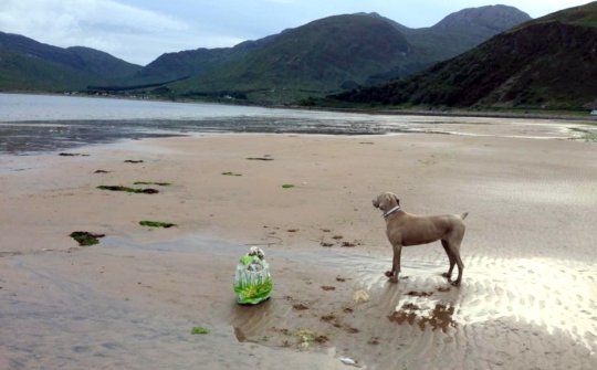 Bantu Kurangi Sampah Plastik, Apa yang Dilakukan Anjing Ini Sangat Menginspirasi