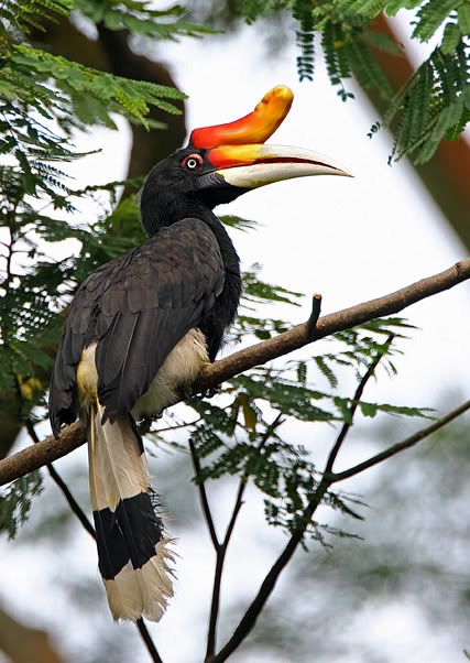 rangkong badak