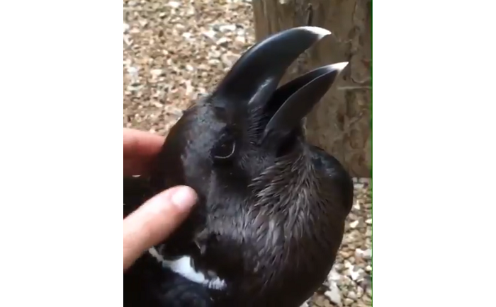 Banyak Yang Bingung Hewan Ini Kelinci Atau Burung Gagak Ya