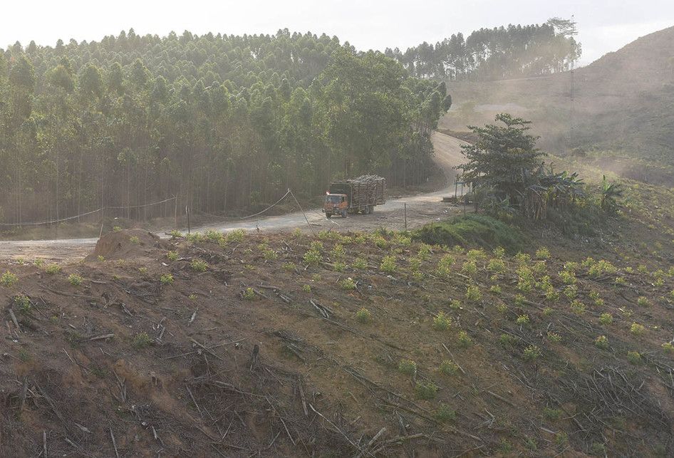 Lahan Hutan Tanaman Industri (HTI) milik ITCI Hutani Manunggal di Penajam Paser Utara, Kalimantan Timur, Rabu (28/8/2019). Kementerian LHK menyatakan fungsi dan peruntukan kawasan hutan termasuk HTI dapat berubah sesuai kebijakan pemerintah untuk alokasi ibu kota baru.