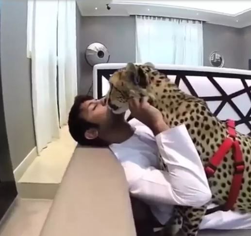 Orang Arab memelihara cheetah.