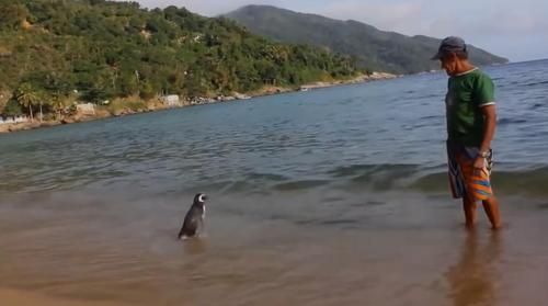 Demi Melihat Orang yang Pernah Menyelamatkannya Saat Sekarat, Penguin Ini Lakukan Perjalanan Lebih dari 8000 Kilometer Setiap Tahunnya 
