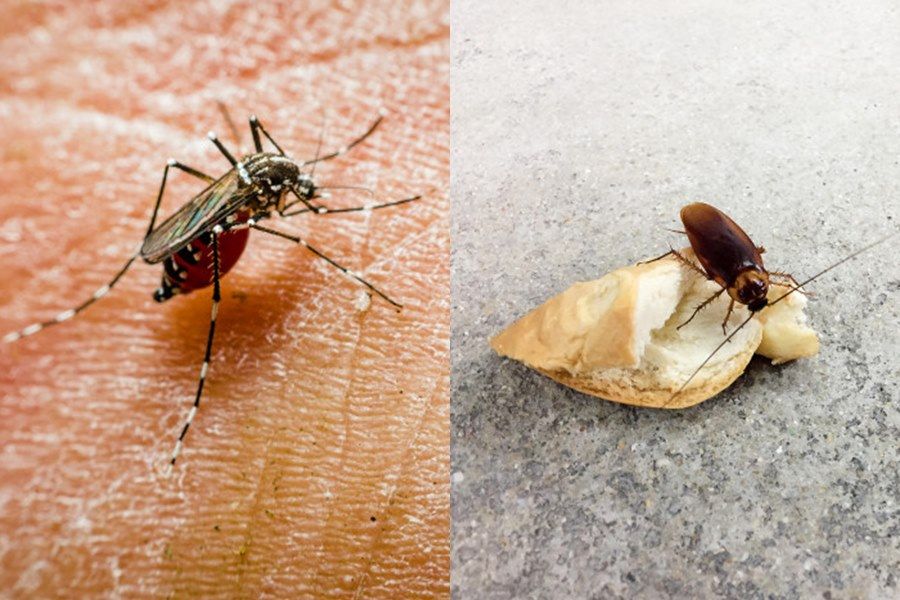 Cukup Dengan Bahan Yang Ada Di Dapur Ini Bisa Usir Kecoa Semut Lalat Hingga Nyamuk Yang Ada Di Rumah Semua Halaman Hype