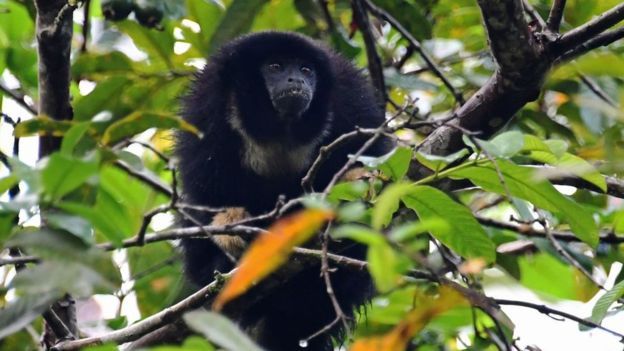 Primata ini juga menjadi salah satu korban dalam kebakaran hutan hujan Amazon yang paling buruk sejak 2010. 