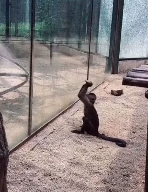 Monyet Pintar di Kebun Binatang Ini Pecahkan Kaca Kandangnya Gunakan Batu, Reaksi Setelahnya Tak Terduga