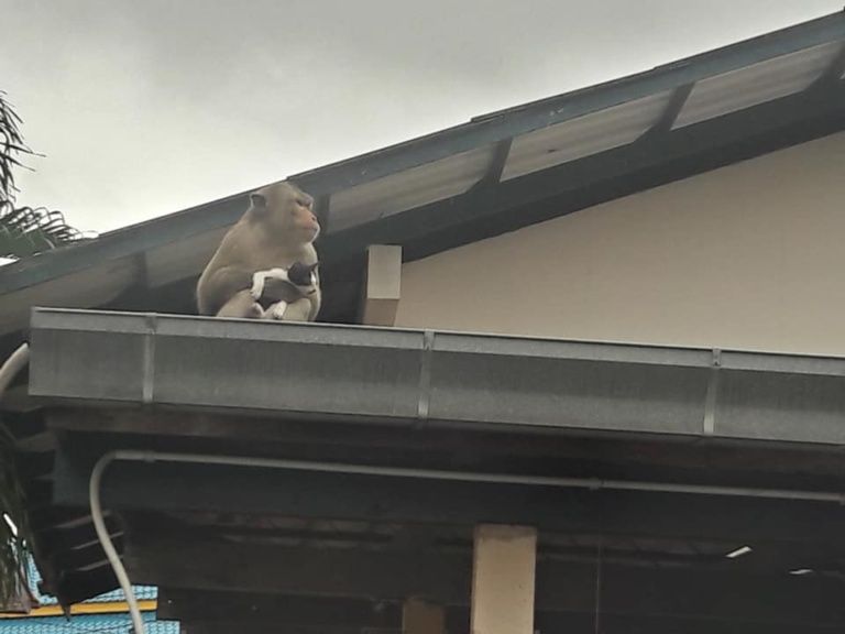 Monyet itu membawa anak kucing untuk melihat dunia