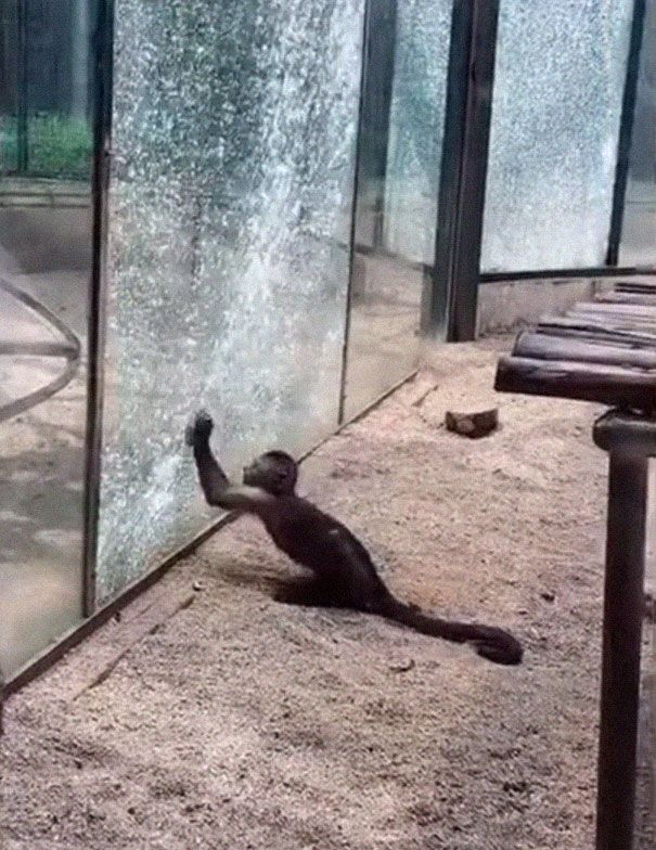Monyet Pintar di Kebun Binatang Ini Pecahkan Kaca Kandangnya Gunakan Batu, Reaksi Setelahnya Tak Terduga
