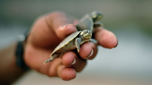 Reptilia di Amazon seperti kura-kura ini butuh cuaca lembab untuk tetap bisa bertahan hidup.