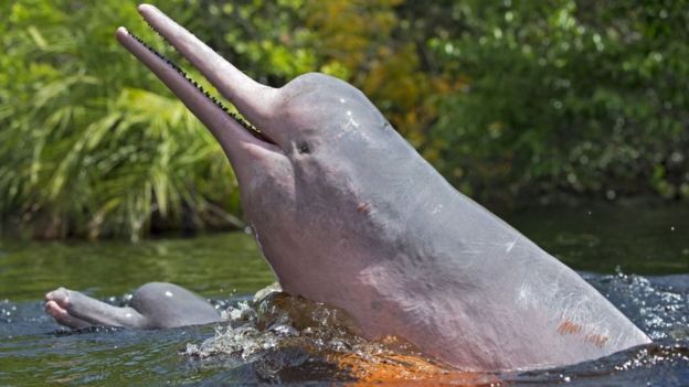 Hewan air seperti lumba-lumba Amazon ini juga akan terpengaruh akibat habitat mereka yang berubah.