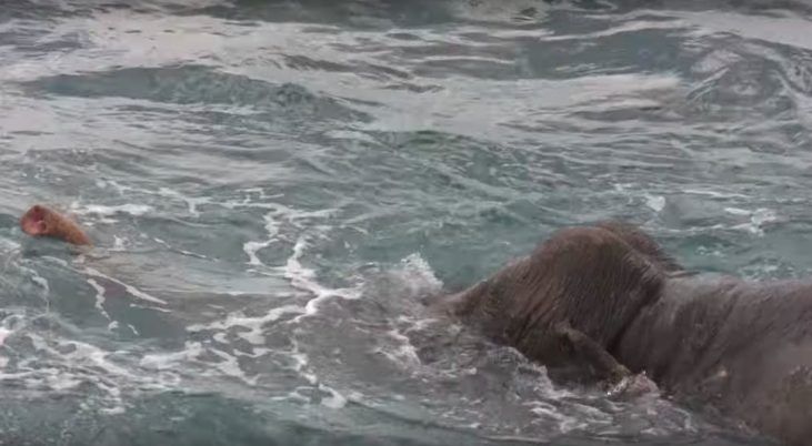  Bukan Lumba-lumba atau Hiu, Angkatan Laut Ini Justru Temukan Gajah Mengambang di Lautan Dalam, Kelelahan dan Butuh Bantuan