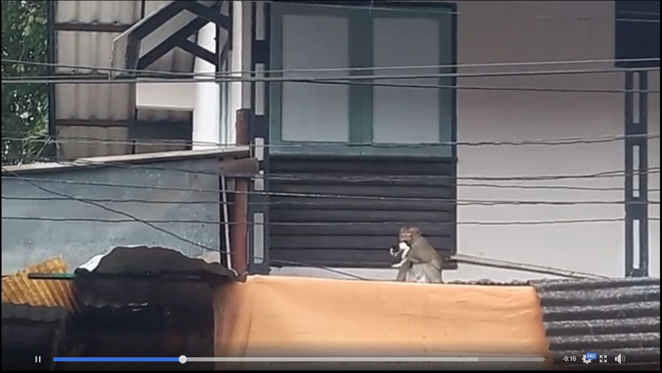 (Tangkapan layar) Si kucing tampak ingin melepaskan diri dari si monyet.