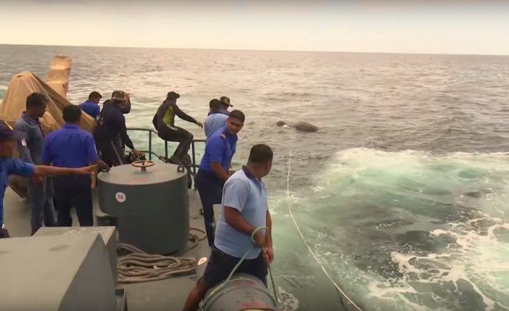 Bukan Lumba-lumba atau Hiu, Angkatan Laut Ini Justru Temukan Gajah Mengambang di Lautan Dalam, Kelelahan dan Butuh Bantuan