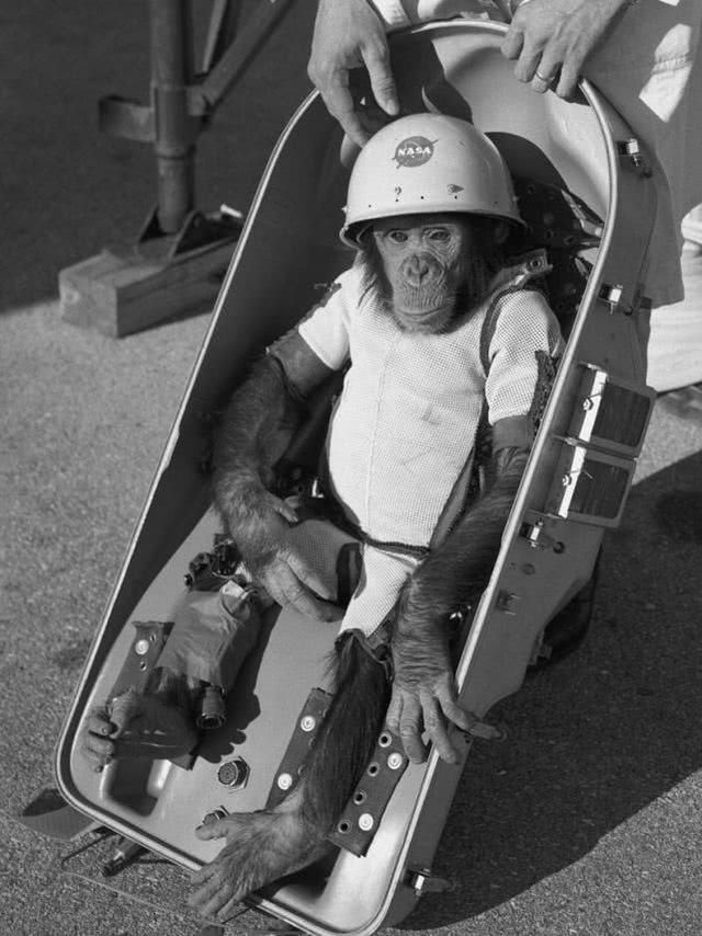 Ini adalah simpanse bernama Sam yang dikirim ke ruang angkasa.