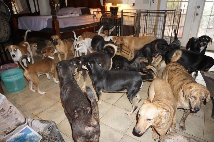Wah Seorang Wanita Menampung 97 Anjing Di Rumahnya Saat Badai