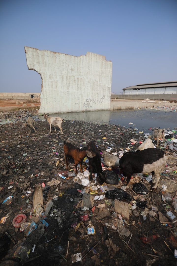 Kambing mencari makan di antara tumpukan sampah di Kampung Bengek di kawasan Muara Baru, Penjaringan, Jakarta Utara, Senin (2/9/2019). 