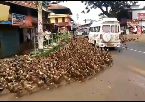 Macet Karena Bebek Menyeberang Jalan