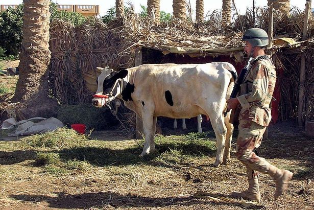 ISIS yang mulai putus asa disebut gunakan sapi sebagai senjata meneror warga.