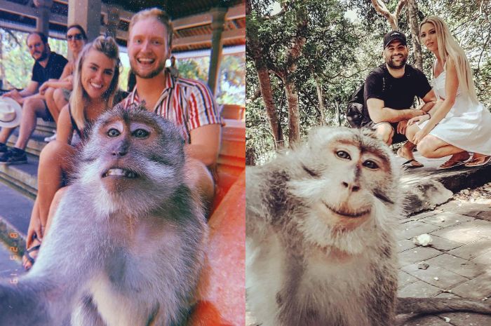 Viral monyet selfie bareng wisatawan