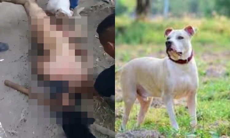 Sudah Sangat Meresahkan Pelaku Kekerasan Seksual Tertangkap