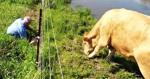 Nampak Marah dan Terus Menggaruk Tanah Ketika Seorang Pria Lewat, Ternyata Sapi Betina Ini Ingin Sampaikan Sesuatu