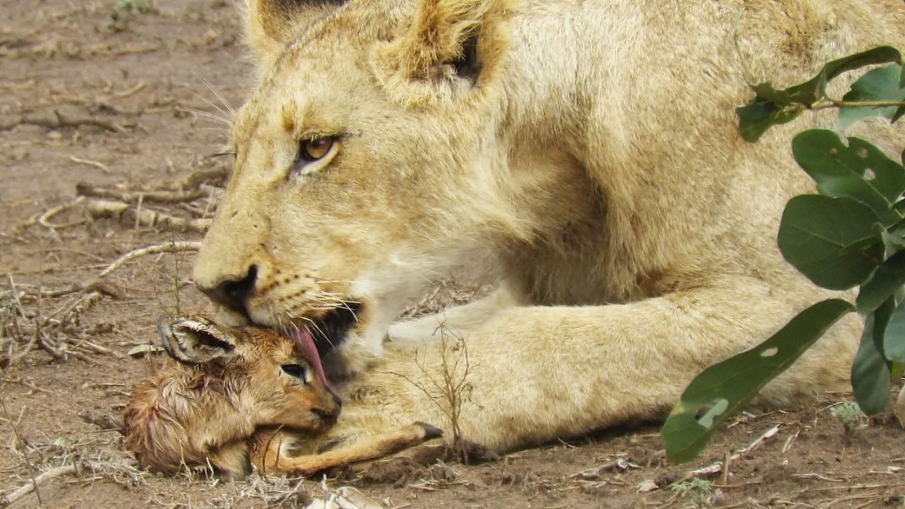Dikenal Sebagai Predator yang Ganas dalam Memangsa Hewan Lain, Seekor Singa Justru Lakukan Hal Ini Pada Bayi Kijang