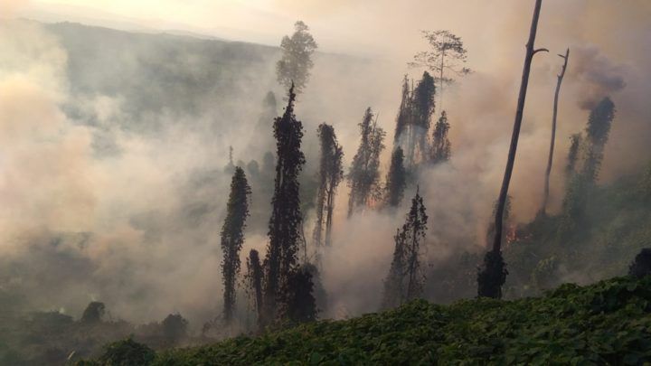 Kebakaran lahan gambut di Kecamatan Penajam, Kabupaten Penajam Paser Utara, Kalimantan Timur yang sebelumnya 90 hektar meluas menjadi 100 hektare, Kamis (12/9/2019).