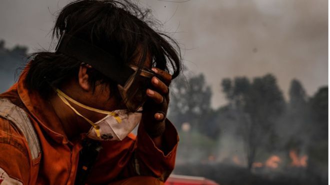 Seorang petugas pemadam kebakaran berupaya mematikan api yang melanda kawasan gambut di Pulang Pisau, Kalimantan Tengah, Jumat (13/09). 