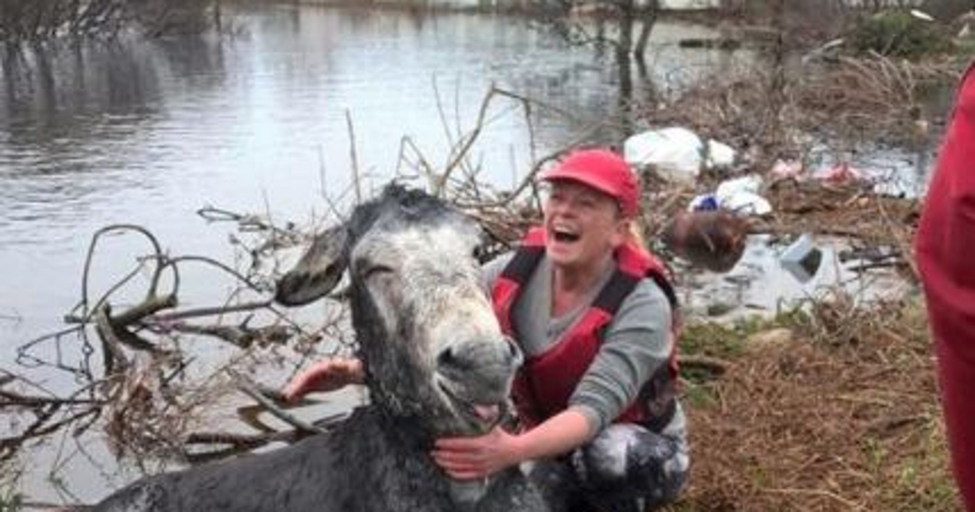 Diselamatkan dari Banjir, Keledai Beri Ungkapan Terima Kasih yang Tulus dengan Cara Ini