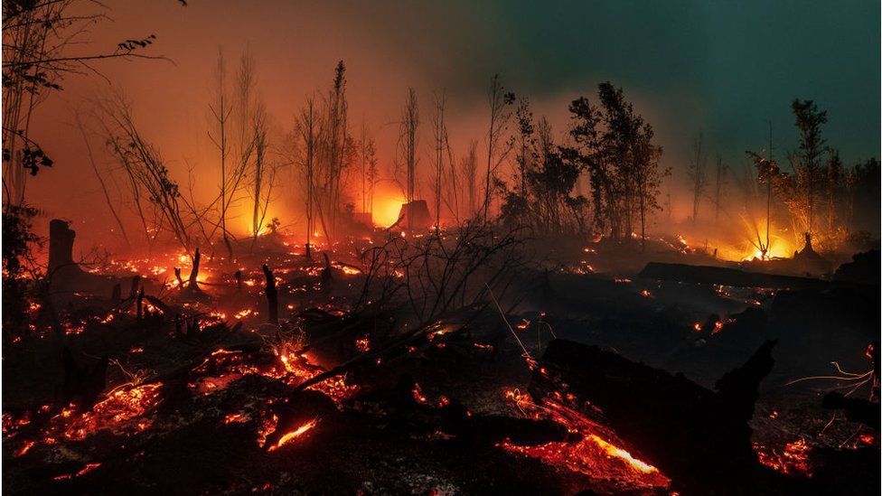 Api melalap kawasan Taman Nasional Sebangau di dekat Palangkaraya, Kalimantan Tengah, Sabtu (14/09). 