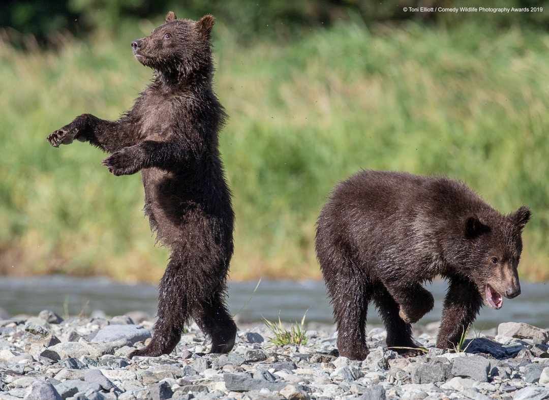 Bayi beruang grizzily yang belajar menari. 
