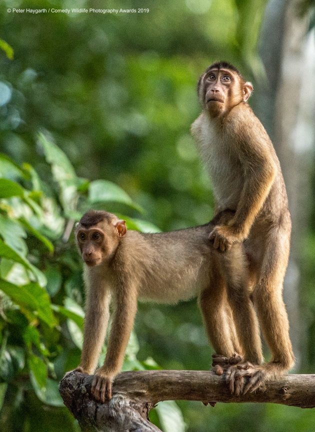 Foto berjudul Tertangkap Basah ini menjadi salah satu finalis dalam Comedy Wildlife Photography Awards 2019. 